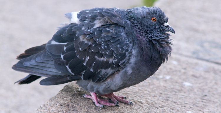 Vogel mit Startschwierigkeiten