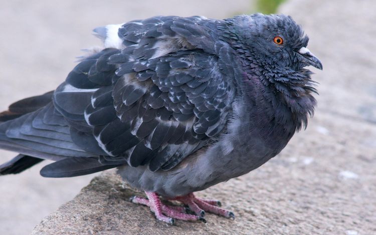 Vogel mit Startschwierigkeiten