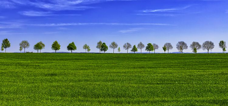 Grüne Wiese mit Bäumen im Hintergrund