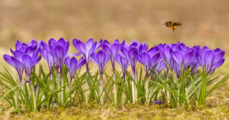 Biene fliegt über Blumen