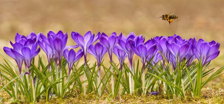 Biene fliegt über Blumen