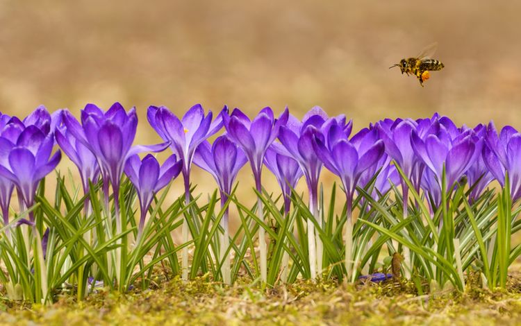 Biene fliegt über Blumen