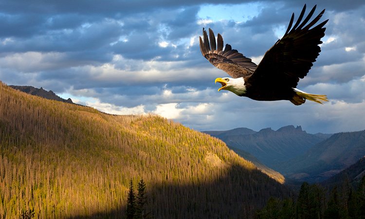 Ein Adler im Flug über Hügelzüge und Täler