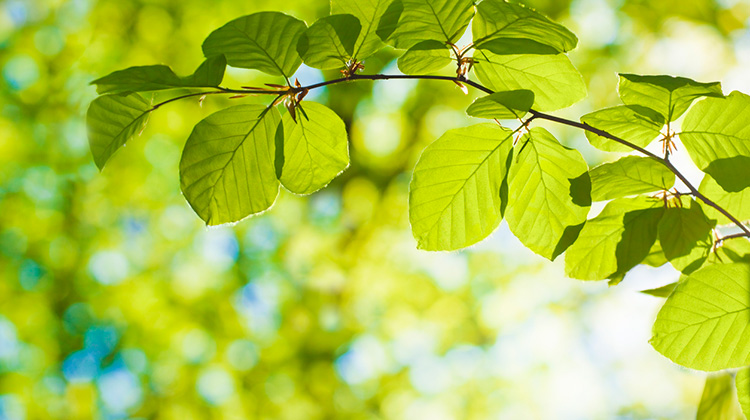 Grüne Laubblätter im Sonnenlicht